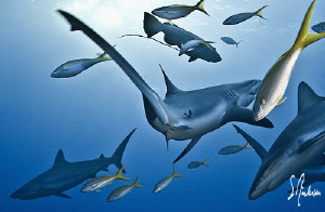 As the sharks gathered over the reef, several of the shar... by Steven Anderson 